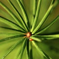 Closeup of coniferous twig