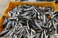 Closeup of containers of different sea fishes at a fish market in Croatia