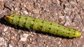 Closeup of a Convolvulus hawk-moth (Agrius convolvuli) on a ground Royalty Free Stock Photo