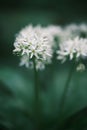 Closeup of cool wild garlic in flower with blurred bluish background.