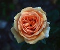 A closeup of  a copper orange rose flower, tea hybrid Ashram cultivar Royalty Free Stock Photo
