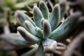 Closeup of a coppertone stonecrop plant