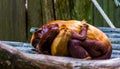 Closeup of a coppery titi mother cuddling with her infant, tropical monkey with baby, Exotic primate specie from south America Royalty Free Stock Photo