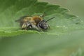 Closeup on a Coppice Mining Bee, Andrena helvola sitting on a green leaf Royalty Free Stock Photo