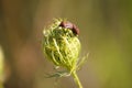 Closeup of copulating red stink bugs on wild carrot bud with selective focus on foreground. Sex bug Royalty Free Stock Photo