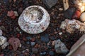 Closeup of coral fossil on stony beach