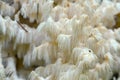 Coral tooth fungus, Hericium coralloides Royalty Free Stock Photo