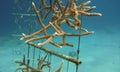 closeup of corals growing in a nursery under water