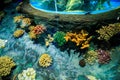 Closeup Corals on Tank Bottom in Oceanarium from Tube