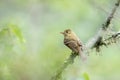 Closeup of a Cordilleran Flycatcher perched on a branch