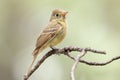 Closeup of a Cordilleran Flycatcher perched on a branch