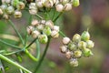 Closeup of coriander seeds ripening on the plant Royalty Free Stock Photo