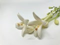 Closeup cork flowers in white background