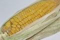 Closeup of the corn cobs with corn leaves Royalty Free Stock Photo