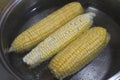 Closeup of the corn cobs in water Royalty Free Stock Photo