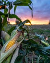 Closeup of Corn in the field Field for Biomass on Cloudy Summer Evening with Sunset Colors and Dramatic Sky - Concept of Nutrition