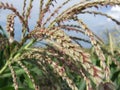 Closeup of a corn flower Royalty Free Stock Photo