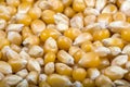 Closeup of corn grains.