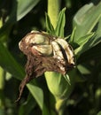 Closeup corn head smut fungus disease on ears of rotting corn in farm field