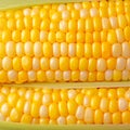 Closeup of corn kernels in a row on fresh cobs Royalty Free Stock Photo