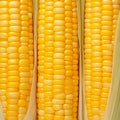 Closeup of corn kernels in a row on fresh cobs Royalty Free Stock Photo