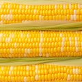 Closeup of corn kernels in a row on fresh cobs Royalty Free Stock Photo
