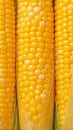 Closeup of corn kernels in a row on fresh cobs Royalty Free Stock Photo