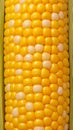 Closeup of corn kernels in a row on fresh cobs Royalty Free Stock Photo