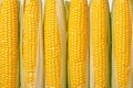 Closeup of corn kernels in a row on fresh cobs Royalty Free Stock Photo