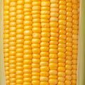 Closeup of corn kernels in a row on fresh cobs Royalty Free Stock Photo