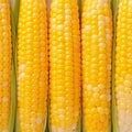 Closeup of corn kernels in a row on fresh cobs Royalty Free Stock Photo