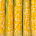 Closeup of corn kernels in a row on fresh cobs Royalty Free Stock Photo