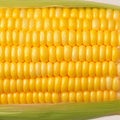 Closeup of corn kernels in a row on fresh cobs Royalty Free Stock Photo