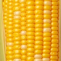 Closeup of corn kernels in a row on fresh cobs Royalty Free Stock Photo