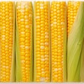 Closeup of corn kernels in a row on fresh cobs Royalty Free Stock Photo