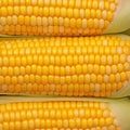 Closeup of corn kernels in a row on fresh cobs Royalty Free Stock Photo