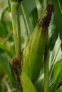 Closeup of a corn plant in a green field Royalty Free Stock Photo