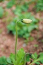 Closeup of a corn poppy flower bud Royalty Free Stock Photo