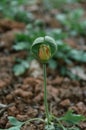 Closeup of a corn poppy flower bud, heart shaped Royalty Free Stock Photo