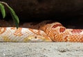 Close up Corn Snake Coiled  on Nature Background Royalty Free Stock Photo