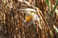 Closeup corn on the stalk in the corn field Royalty Free Stock Photo