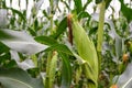 A selective focus picture of corn cob in organic corn field. Royalty Free Stock Photo