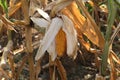 Closeup corn on the stalk in the corn field Royalty Free Stock Photo