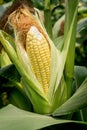 Closeup corn on the stalk Royalty Free Stock Photo