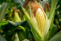 Closeup corn on the stalk Royalty Free Stock Photo