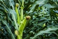 Closeup corn on the stalk Royalty Free Stock Photo