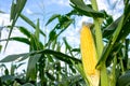 Closeup corn on Closeup corn on the stalk in the corn field, , Organic Farming, Agricultural Land. the stalk in the corn field Royalty Free Stock Photo