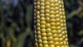 Closeup corn on the stalk in the corn field Royalty Free Stock Photo