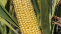 Closeup corn on the stalk in the corn field Royalty Free Stock Photo