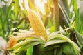 Closeup corn on stalk in field with sunset Royalty Free Stock Photo